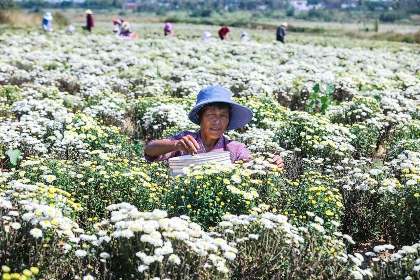 春意盎然，新发地蒜香飘溢，价优物美尽享丰收季