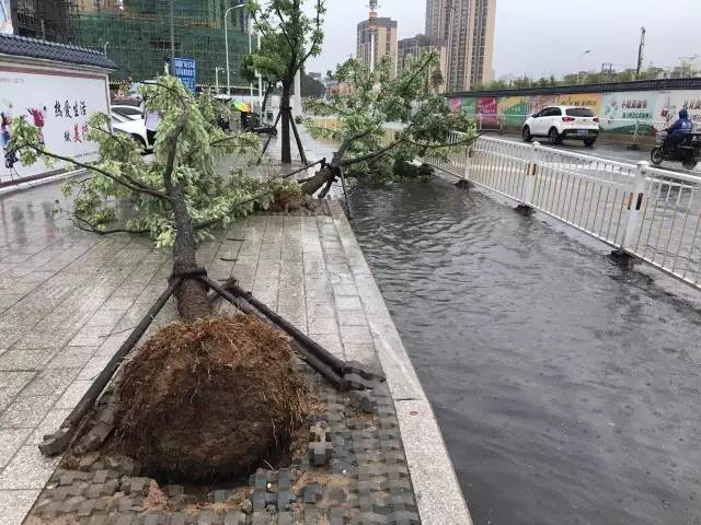 辽宁地区海棠台风温情速报，共筑平安家园