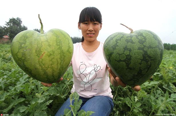 河北西瓜市场最新动态