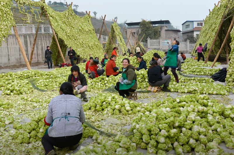 涪陵榨菜最新动态揭晓