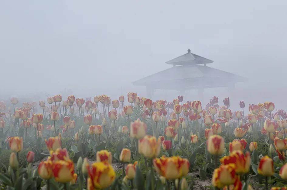 龙湾画卷掌门人最新动态揭晓