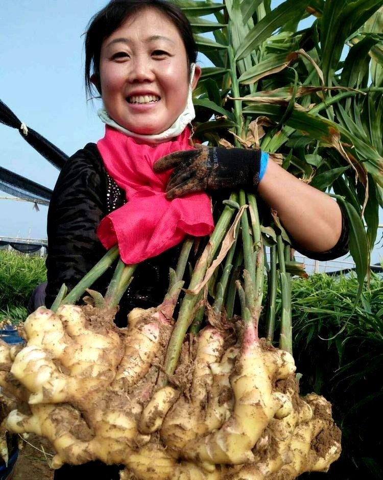 今日昌邑地区大姜市场最新价格动态解析